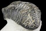 Drotops Trilobite With White Patina - Great Eyes! #153962-2